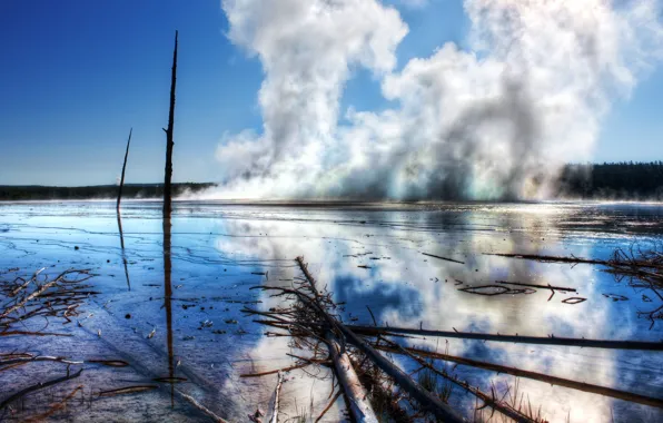 Picture forest, couples, Yellowstone