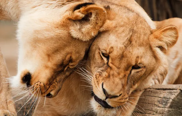 Animals, tenderness, predators, pair, lions