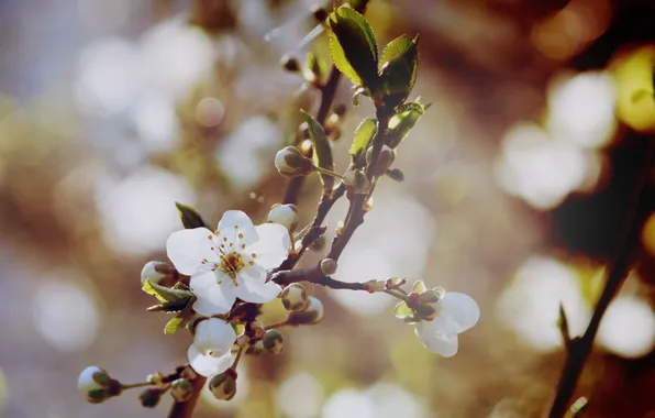 Picture macro, light, flowers, branches, cherry, tree, branch, color