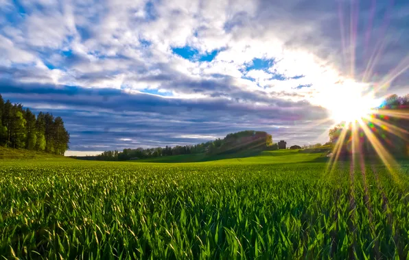 Greens, field, grass, clouds, the rays of the sun