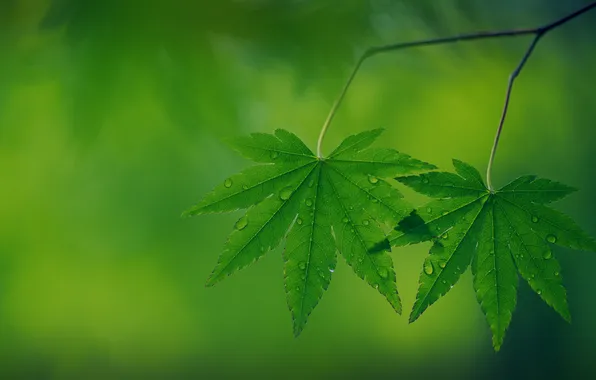 Greens, leaves, drops, branches, nature, tree, leaf, drop