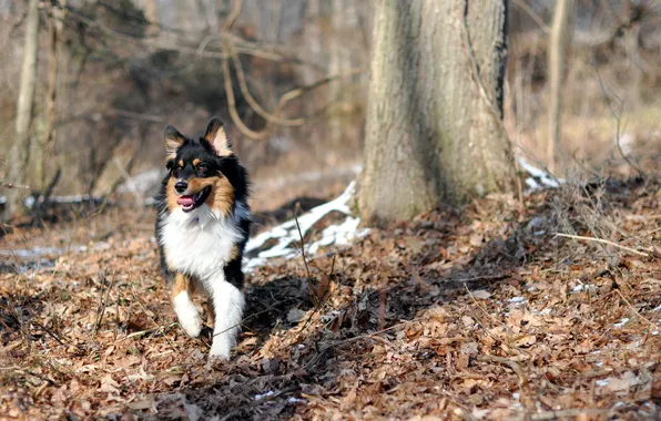 Autumn, forest, dog