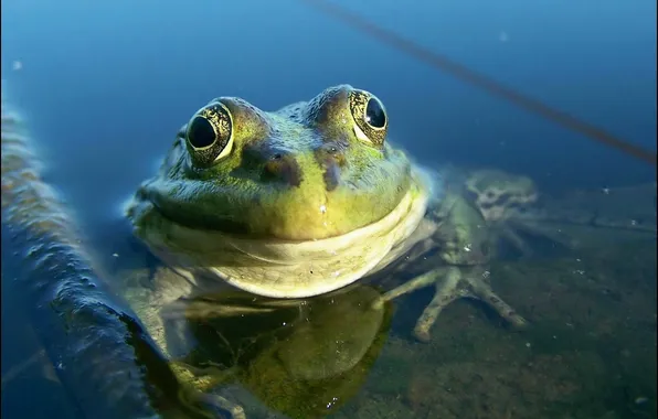 Picture smile, frog, pond