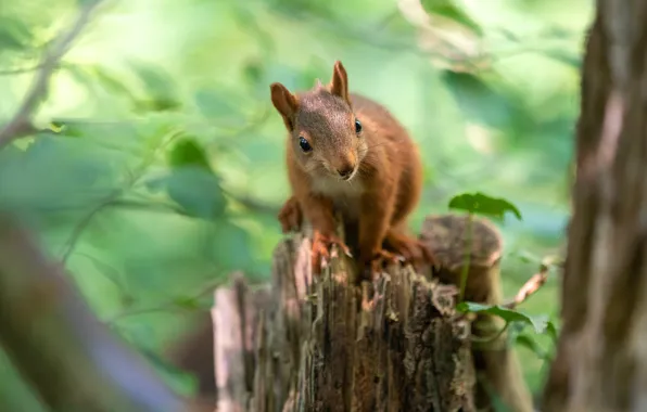 Picture background, blur, stump, protein, leaves, bokeh