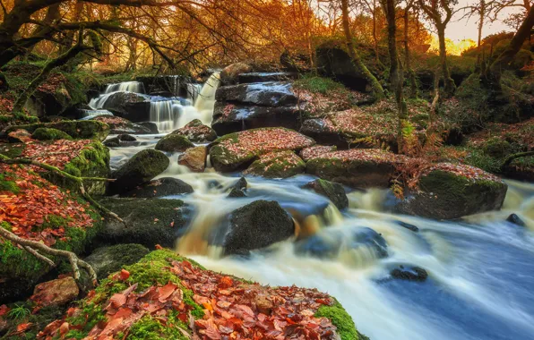 Autumn, leaves, trees, river, stones, France, waterfall, moss