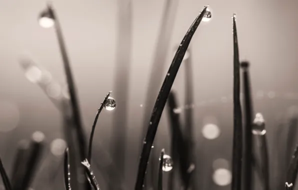 Grass, Dream, Macro