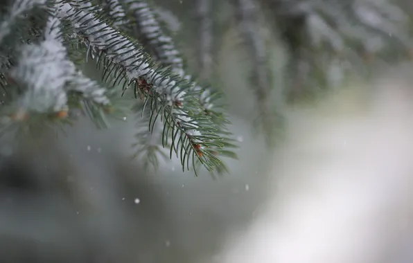 Snow, needles, background, spruce