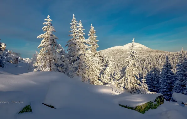 Picture winter, forest, the sun, snow, mountains, frost, Evdokimov Sergey