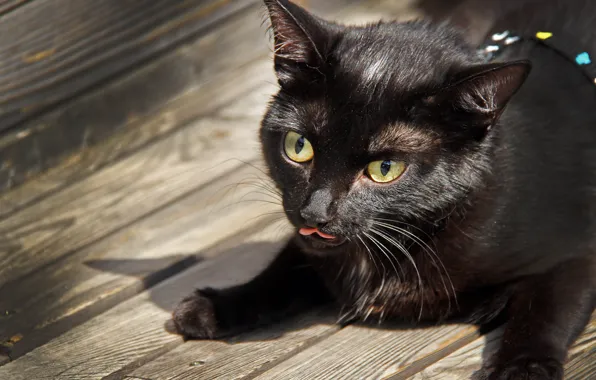 Picture cat, cat, animal, black, Board