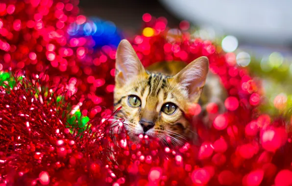 Cat, cat, look, face, pose, kitty, holiday, Shine