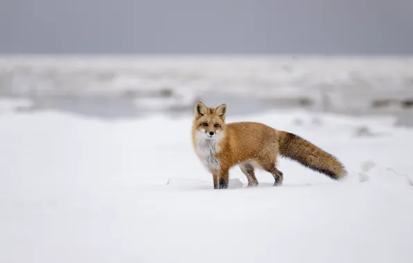 Winter, look, snow, pose, Fox, red, face