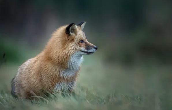 Nature, Fox, beast