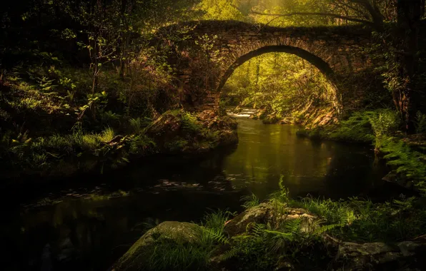 Greens, summer, leaves, water, light, trees, branches, bridge
