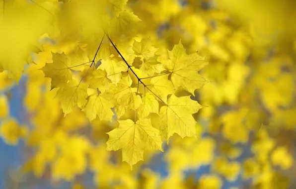 Picture autumn, leaves, Canada, maple