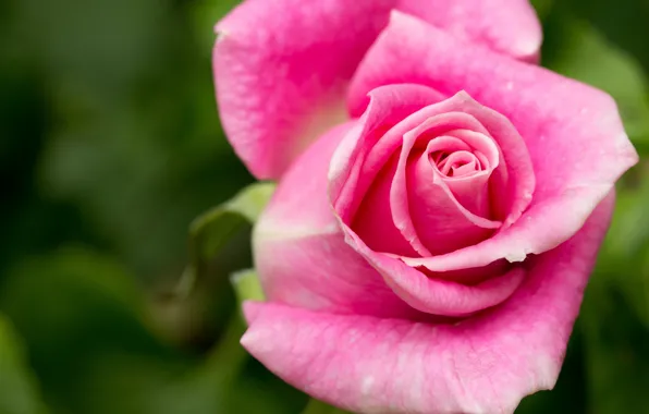 Picture flower, macro, nature, rose