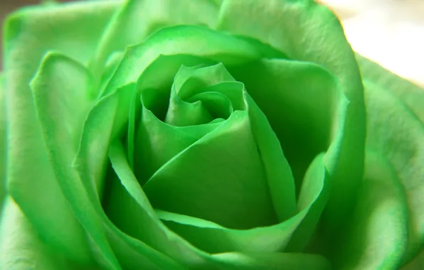Picture flowers, green, rose, beauty, petals, flower, Rose, green