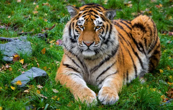 Picture autumn, grass, look, leaves, tiger, stones, lies