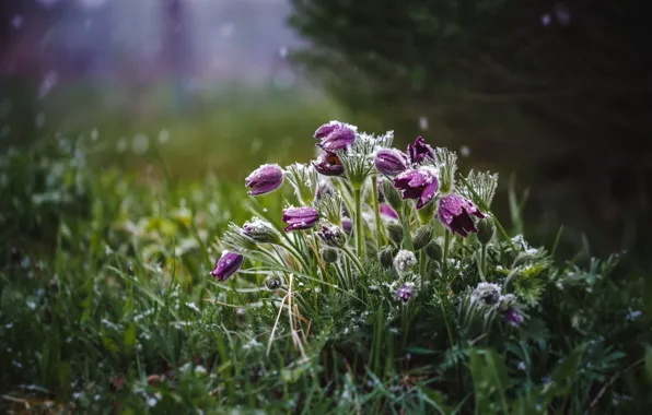 Frost, snow, flowers, spring, cross