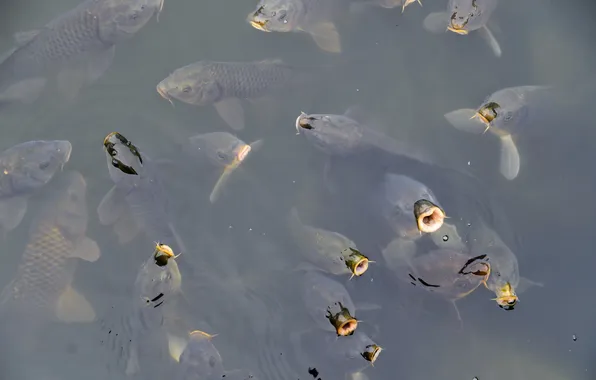 Fish, The Chorus, Carp