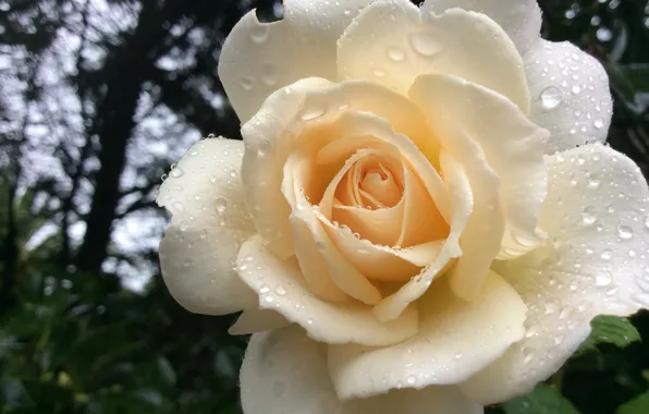 Blurred background, white rose, drops