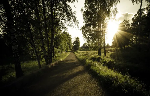 Road, light, trees, landscape