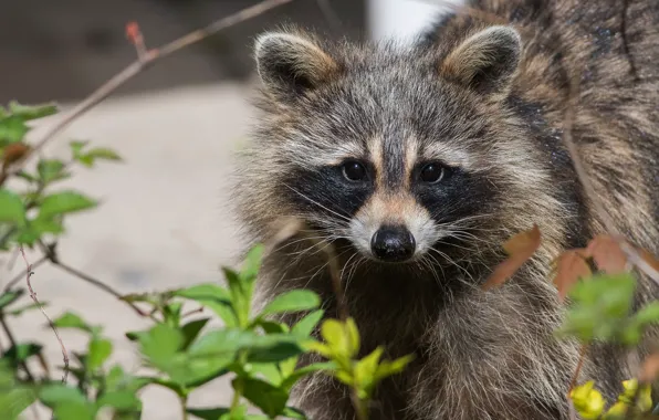 Picture look, face, leaves, background, portrait, raccoon