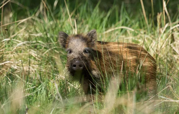 Grass, look, face, background, glade, baby, pig, boar