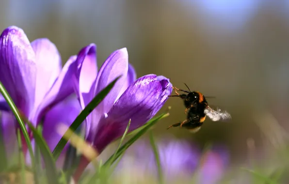 Macro, light, flight, flowers, bee, blur, spring, crocuses