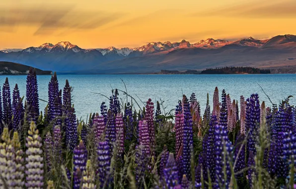 The sky, flowers, mountains, New Zealand, Lupins, South island, lake Tekapo