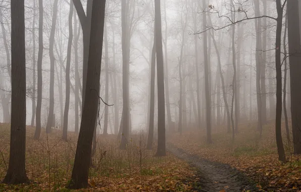 Autumn, forest, trees, branches, nature, fog, Park, trunks