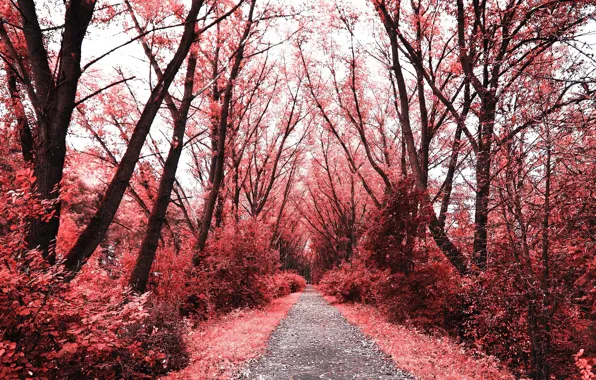 Autumn, forest, nature, foliage, forest, nature, autumn, leaves