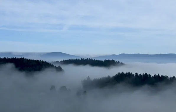 Picture forest, the sky, clouds, trees, landscape, mountains, nature, fog