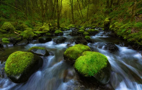 Water, stones, moss, stream, The Columbia River