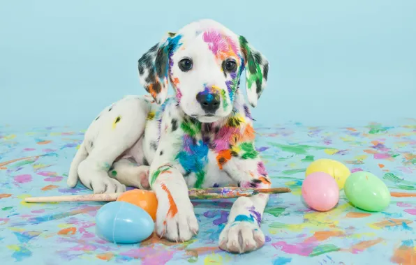 Paint, eggs, puppy, brush
