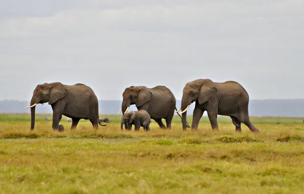 Picture the sky, grass, hill, elephants, migration