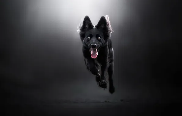 Background, each, dog