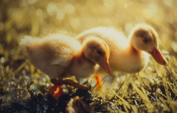 Grass, light, birds, yellow, nature, glare, background, mood