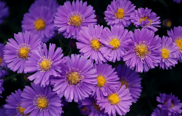 Picture flowers, the bushes, a lot, lilac, asters