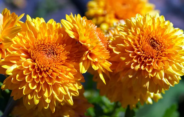 Macro, light, flowers, bright, Bush, petals, garden, orange
