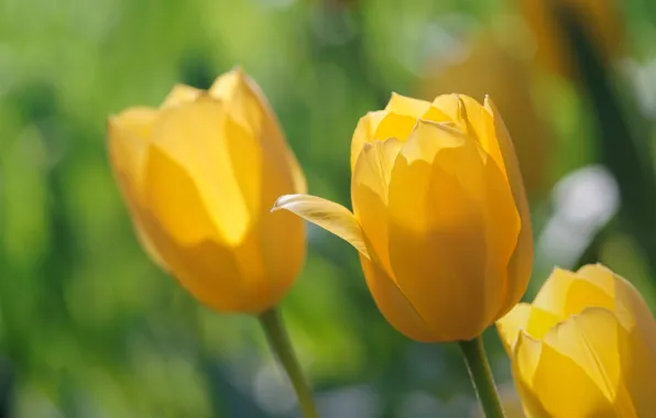 Macro, flowers, tulips
