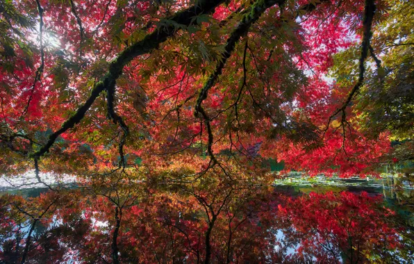 Autumn, leaves, trees, branches, pond, Park, foliage, Canada
