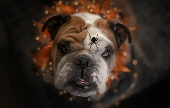 Picture look, face, dog, spider, English bulldog