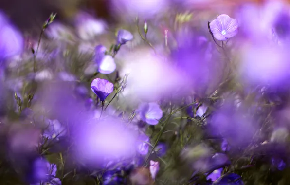 Lilac, Flowers, blur, len