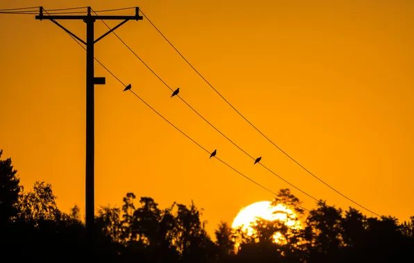 Trees, sunset, birds, yellow, silhouette, power line