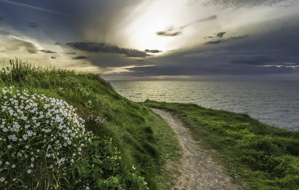 Picture sea, grass, flowers, path