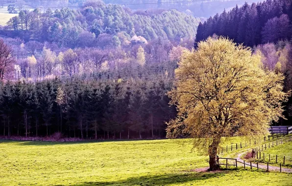 Trees, glade, Nature