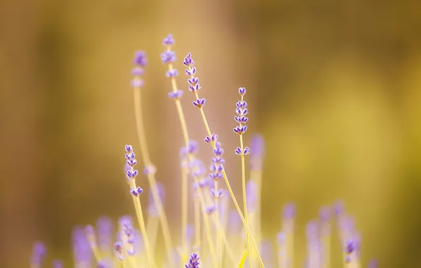 Flower, nature, plant, lavender