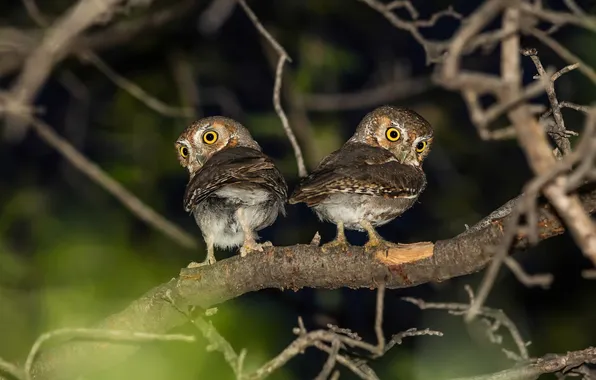 Picture branch, pair, owls, owls