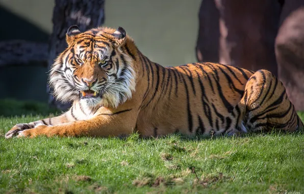 Picture look, tiger, predator, grin, Sumatran