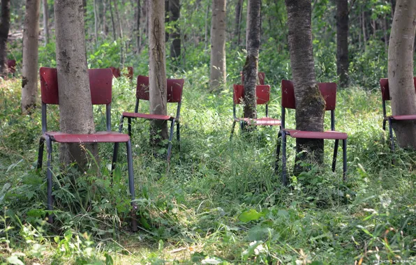Forest, trees, chair